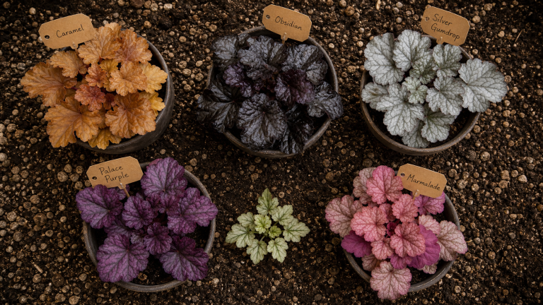 Les plus belles heuchères en pots : Caramel, Obsidian, Silver Gumdrop, feuillage persistant