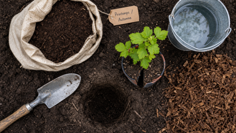 Quand planter un hibiscus en pleine terre : printemps et automne, sol prêt pour la plantation